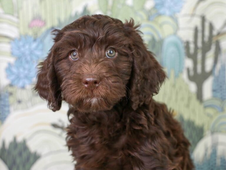 Mini Labradoodle