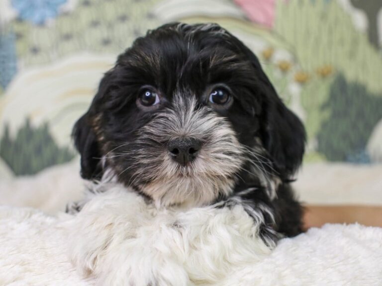 Havanese