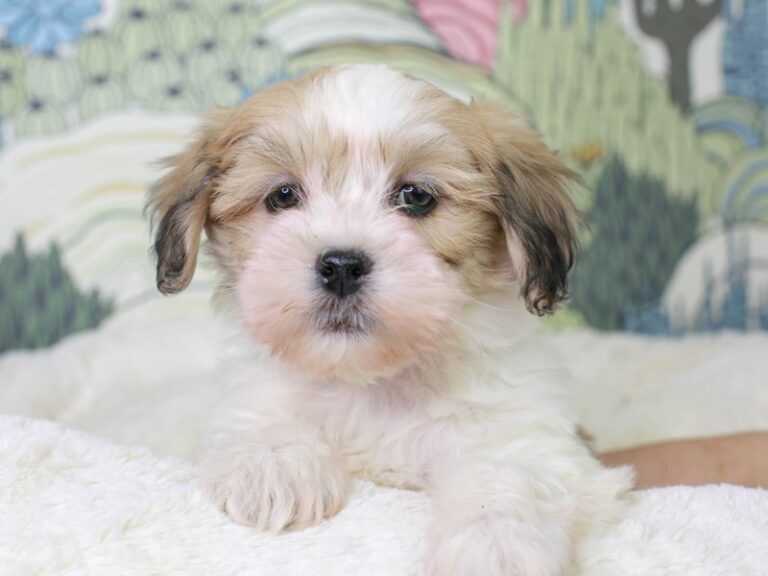 Lhasa Poo