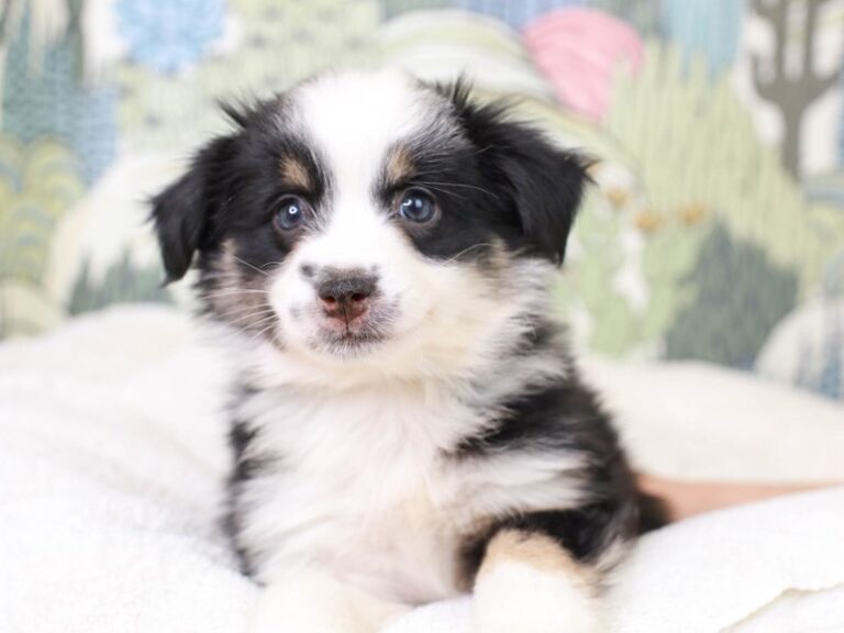 Mini Aussie