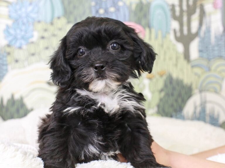 Lhasa Poo