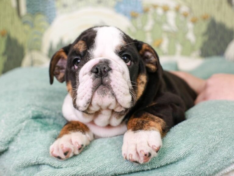 English Bulldog