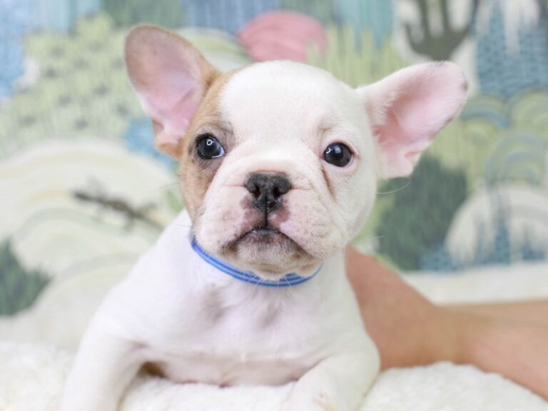 French Bulldog