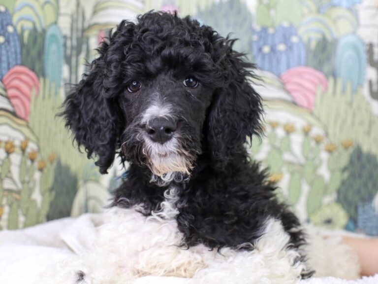 Standard Poodle