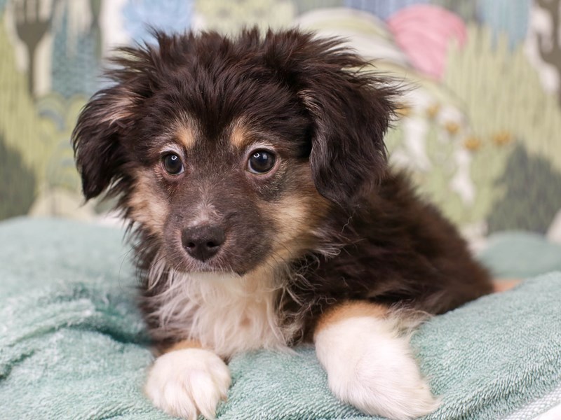 Miniature Australian Shepherd DOG Male Black White and Brown 3026954 Animal Kingdom Puppies N Love