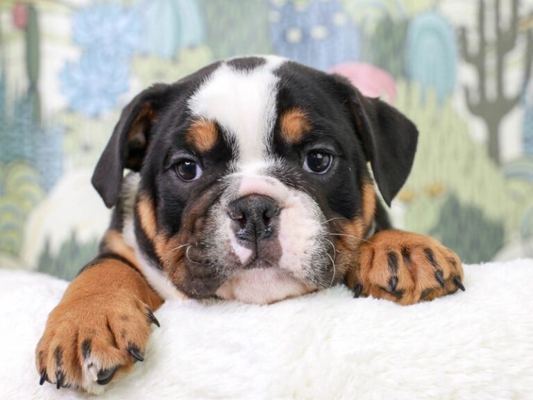 English Bulldog