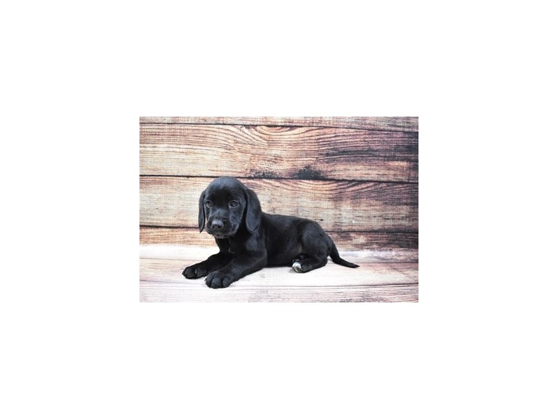 Beagador-Male-Black-3036129-Animal Kingdom | Puppies N Love