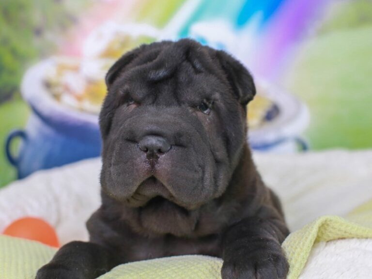 Shar Pei