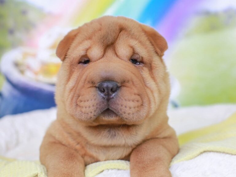 Shar Pei