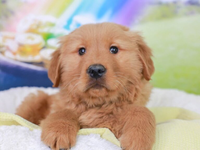Golden Retriever