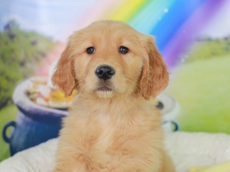 Golden Retriever