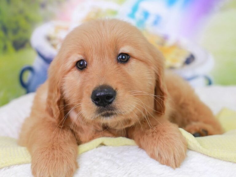 Golden Retriever