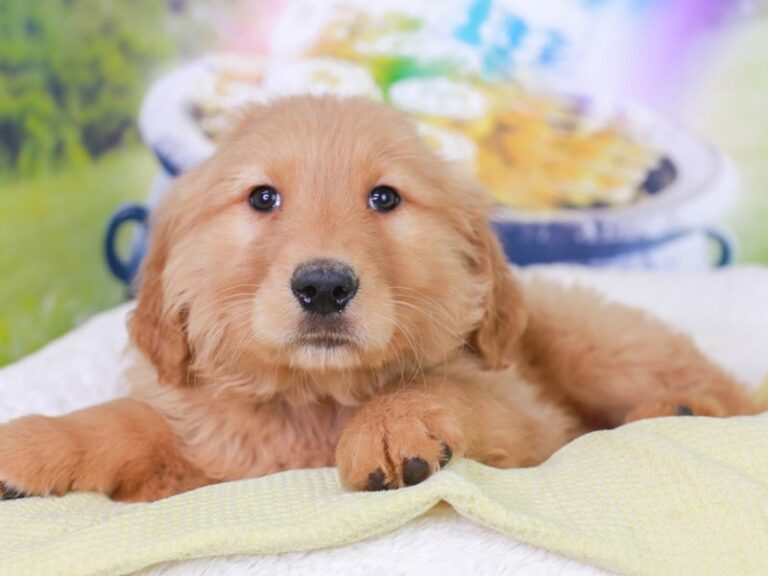 Golden Retriever