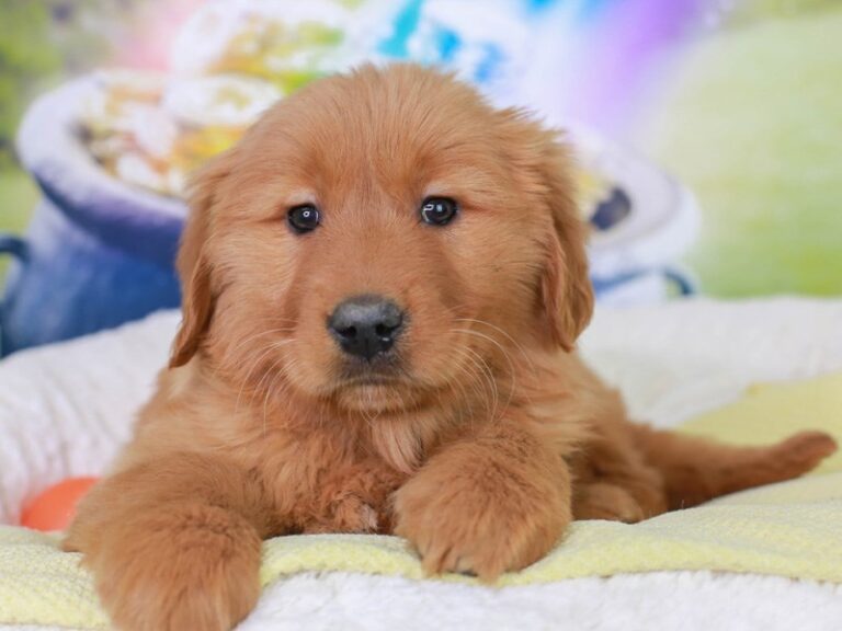 Golden Retriever