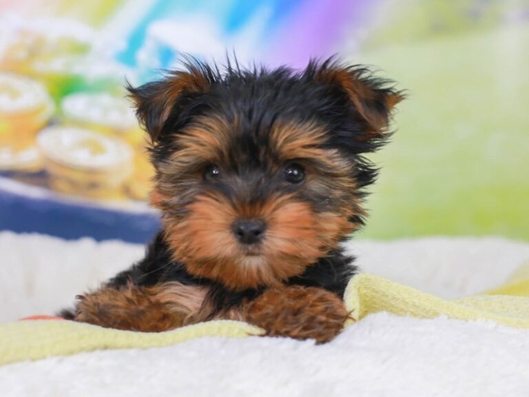 Yorkshire Terrier