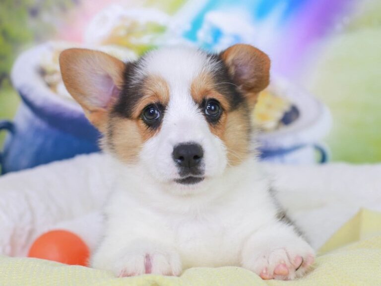 Pembroke Welsh Corgi