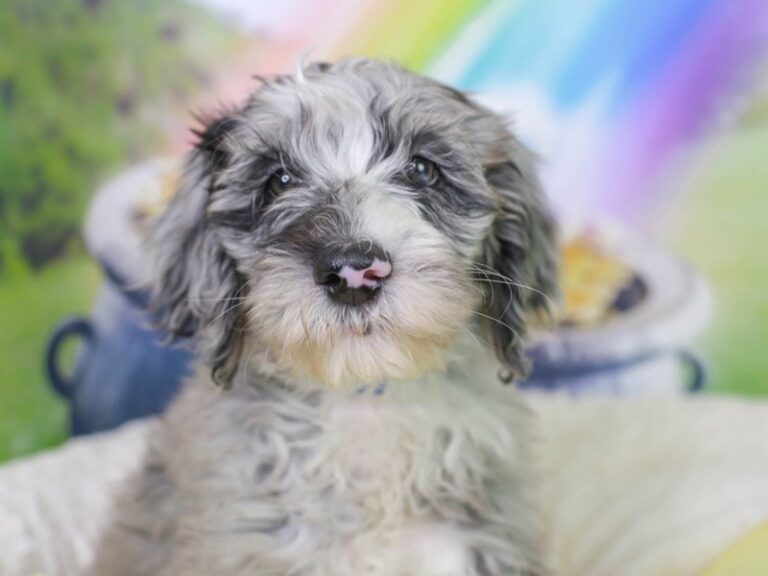 Mini Sheepadoodle