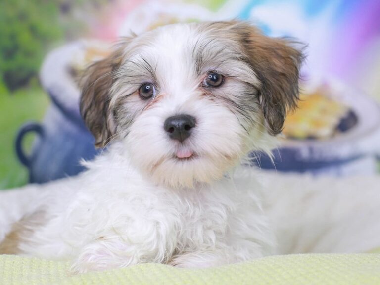 Havanese