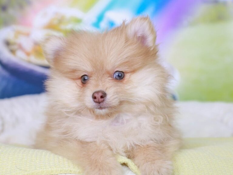 Pomeranian