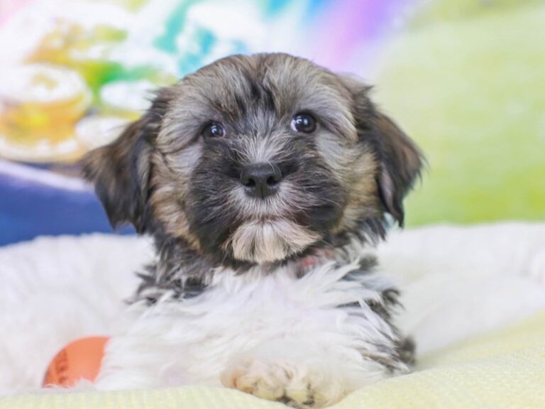 Havanese
