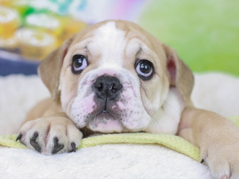 English Bulldog