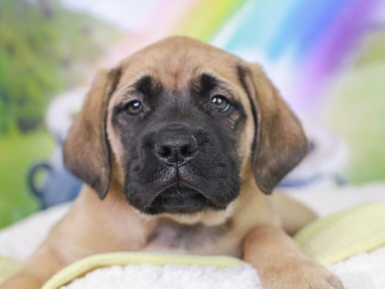 English Mastiff