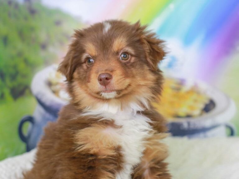Mini American Shepherd
