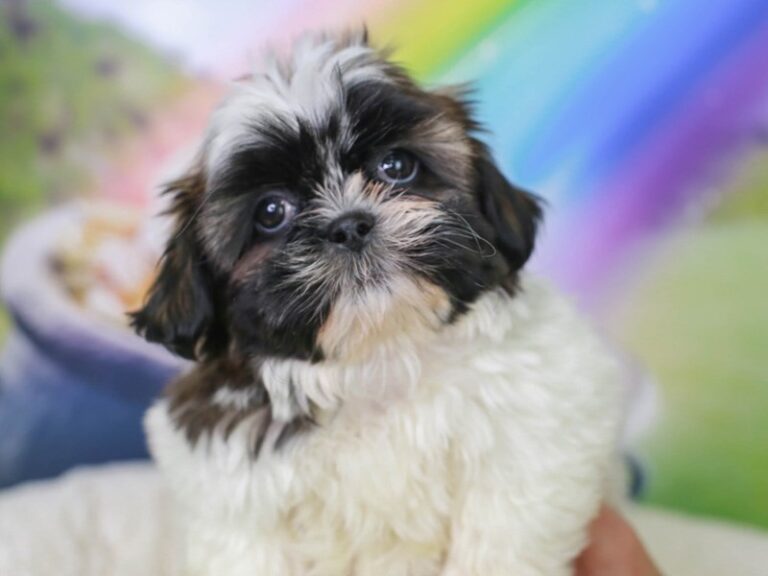 Shih Tzu