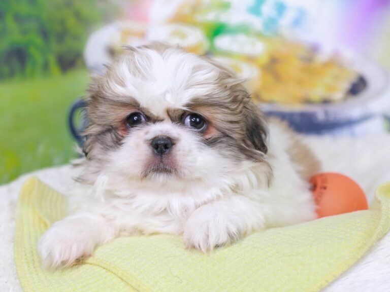 Pekingese