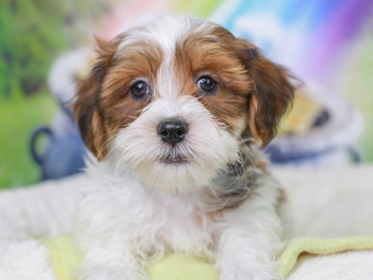 Havanese