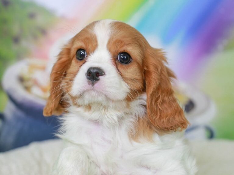 Cavalier King Charles