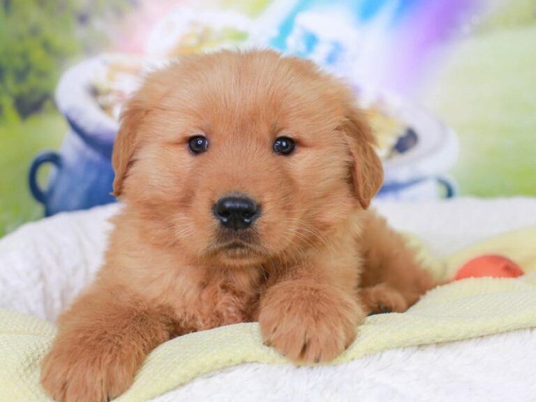 Golden Retriever