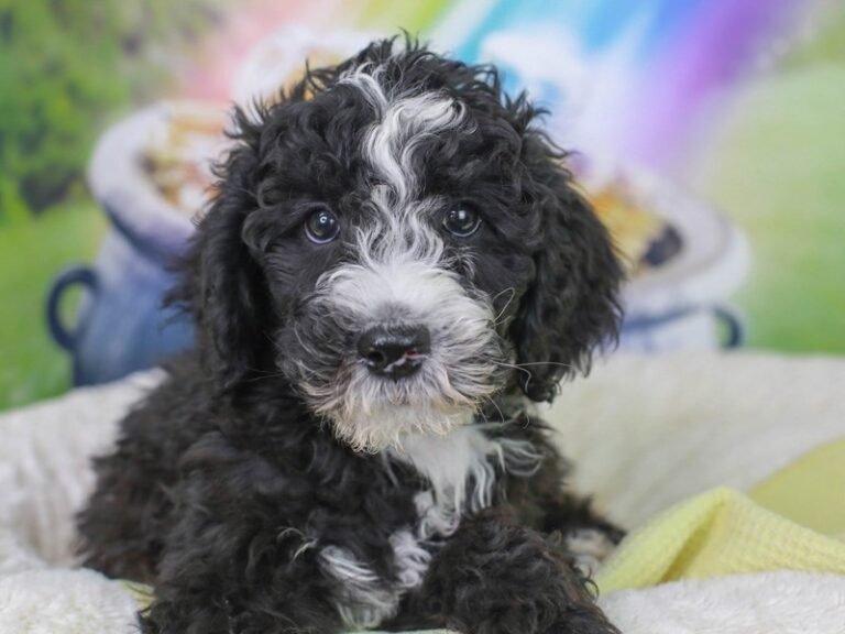 Mini Sheepadoodle