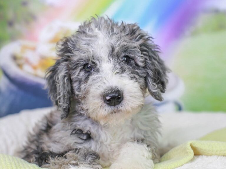 Mini Sheepadoodle