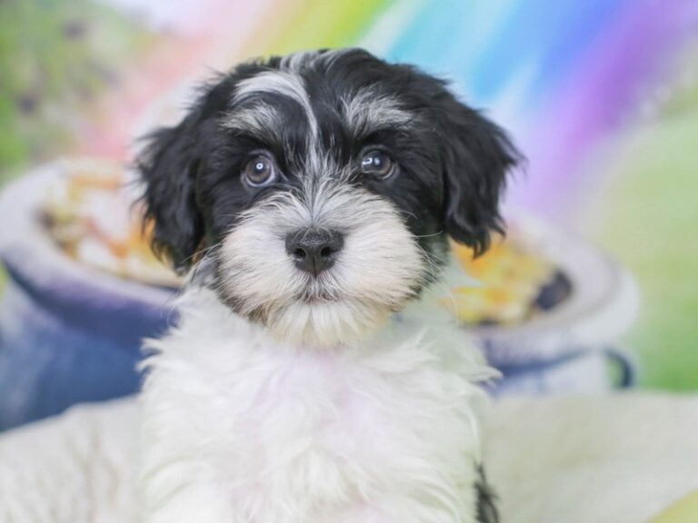 Havanese