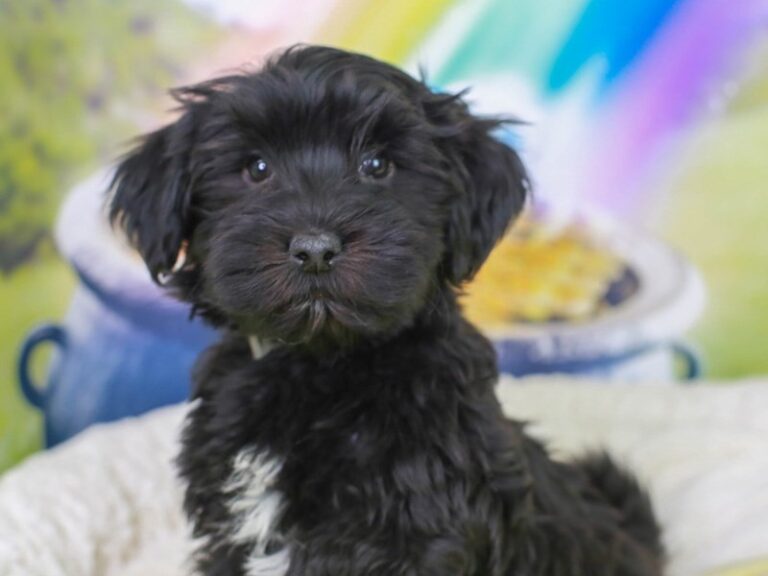 Havanese