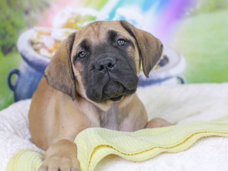 English Mastiff
