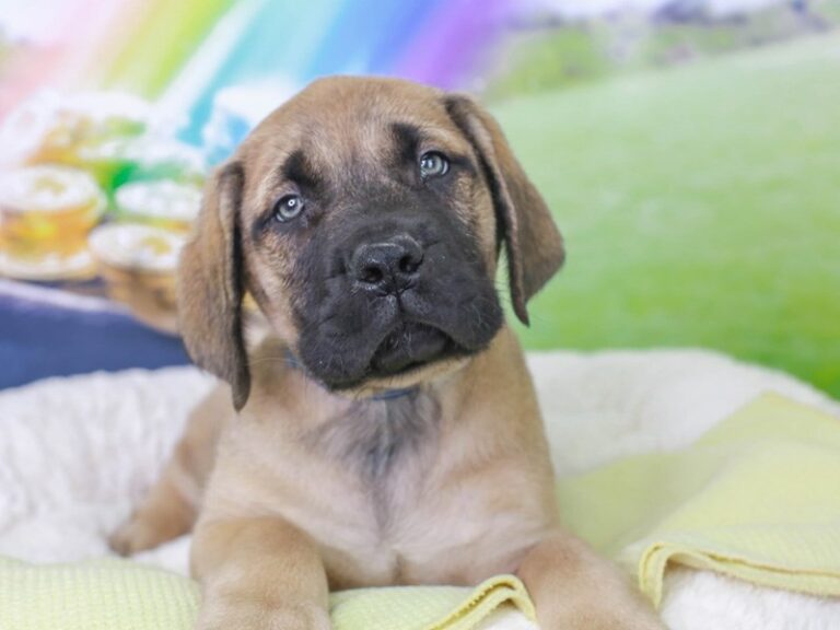 English Mastiff