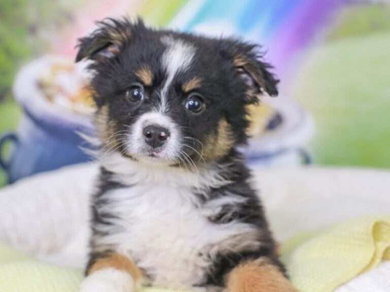 Mini American Shepherd