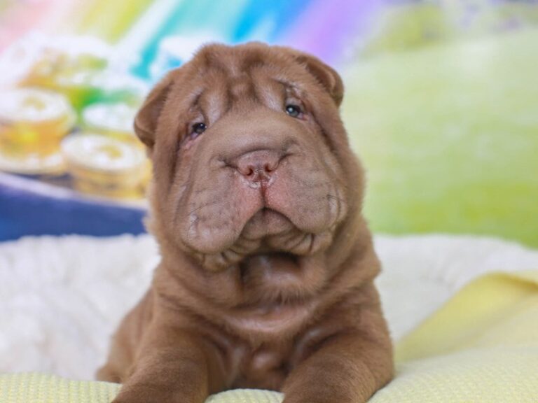 Shar Pei