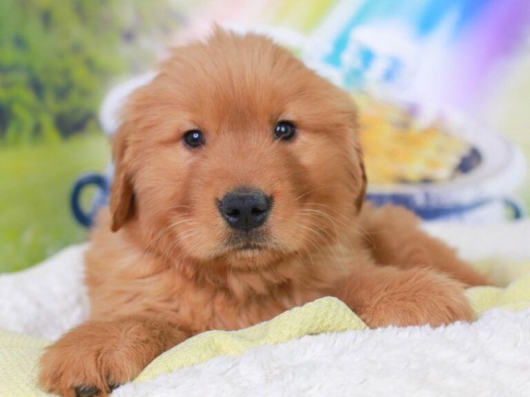 Golden Retriever