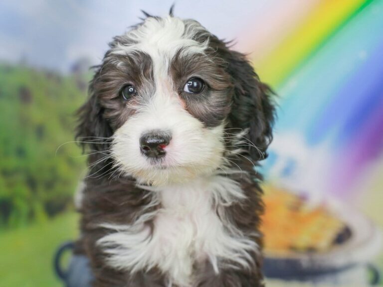 Mini Sheepadoodle