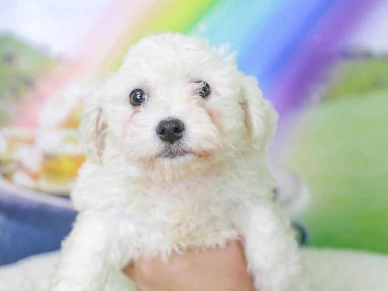 Bichon Frise