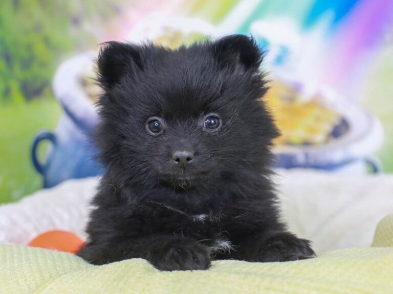 Pomeranian