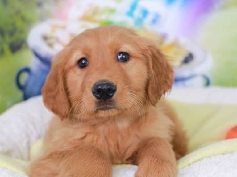 Golden Retriever