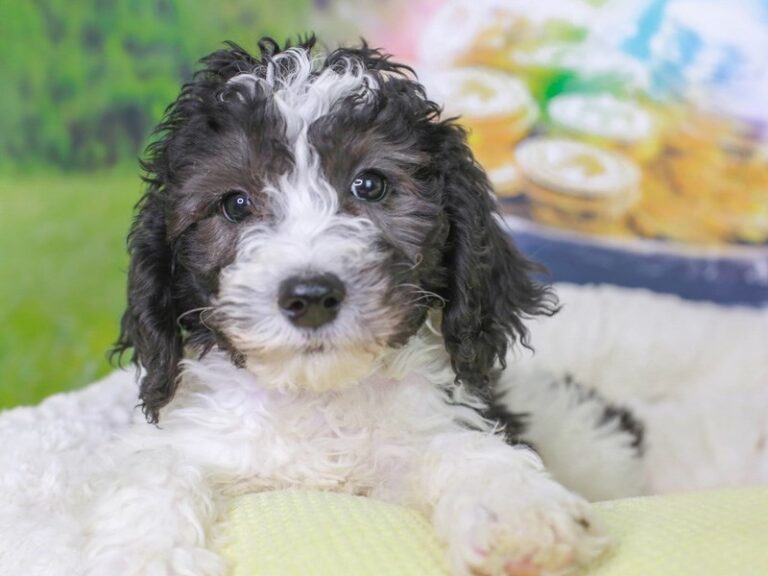 Mini Sheepadoodle