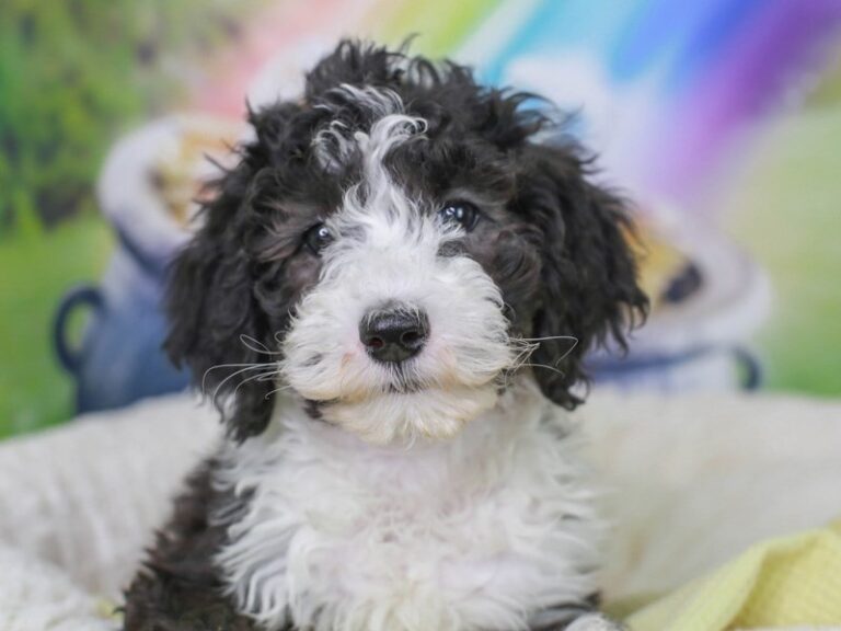 Mini Sheepadoodle