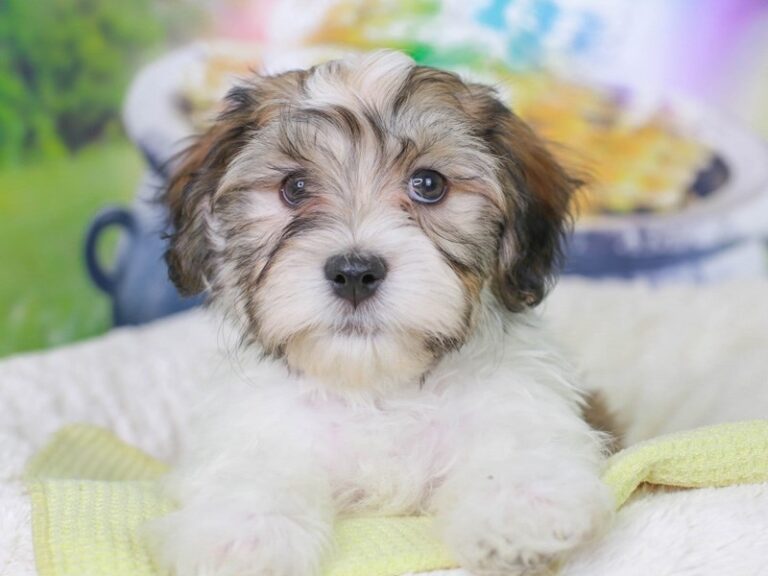 Havanese