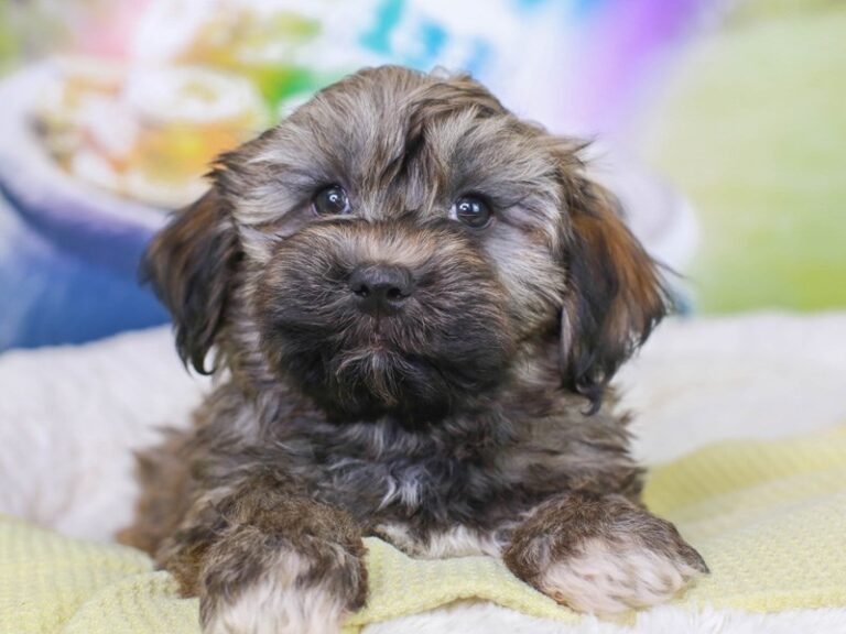 Havanese