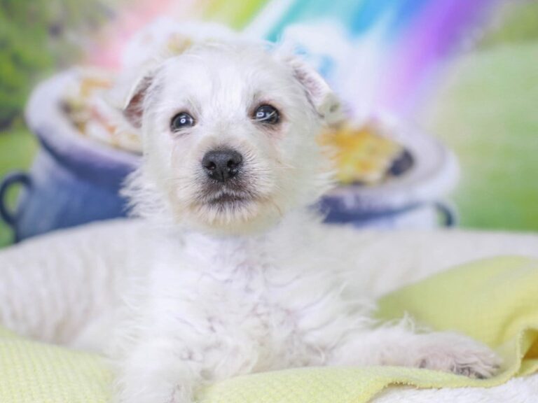 West Highland Terrier